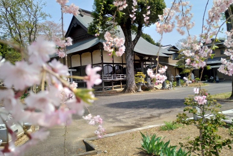 春彼岸_桜